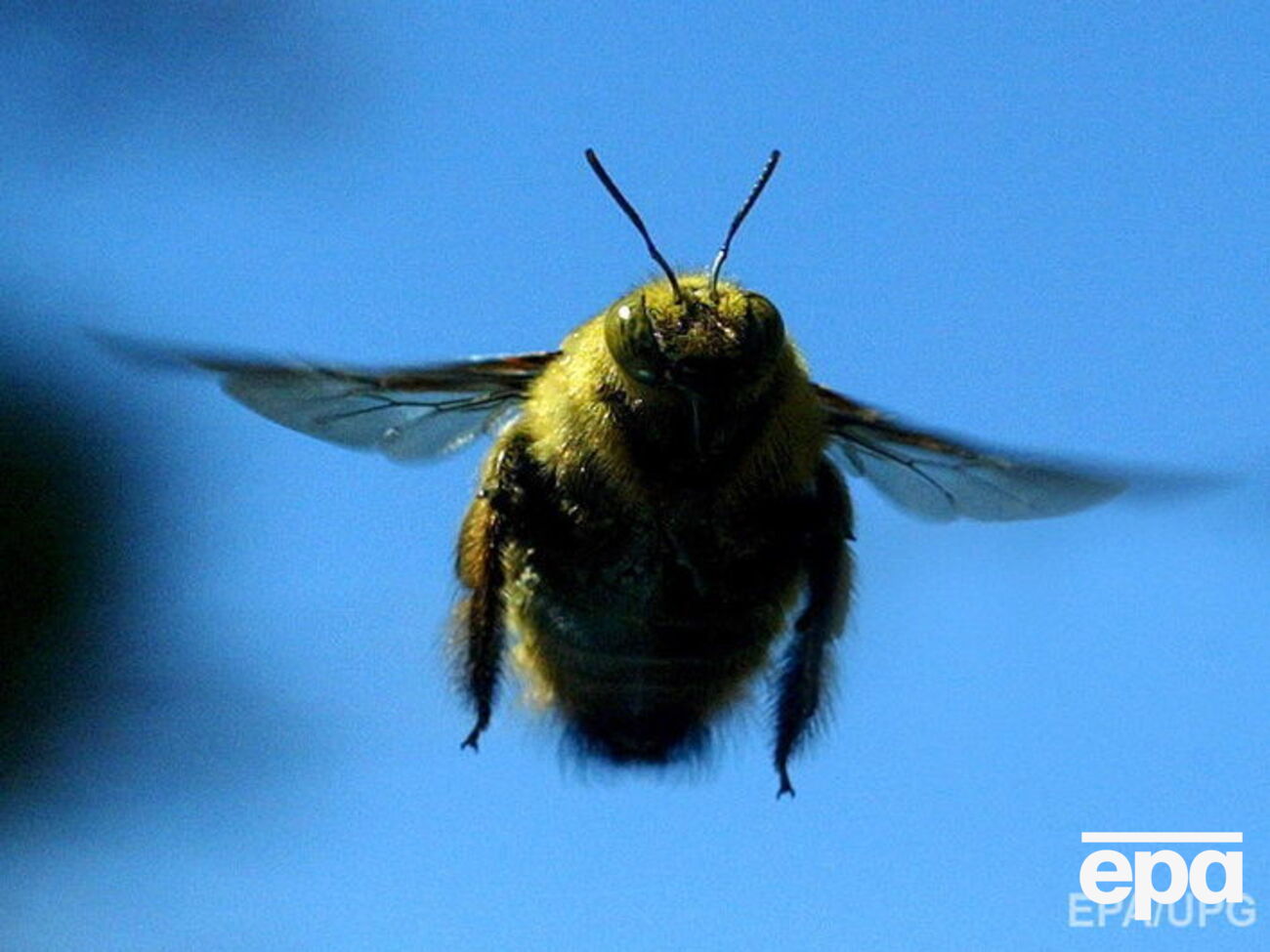 Раніше повідомляли про підвищення експорту джмелів на 48%