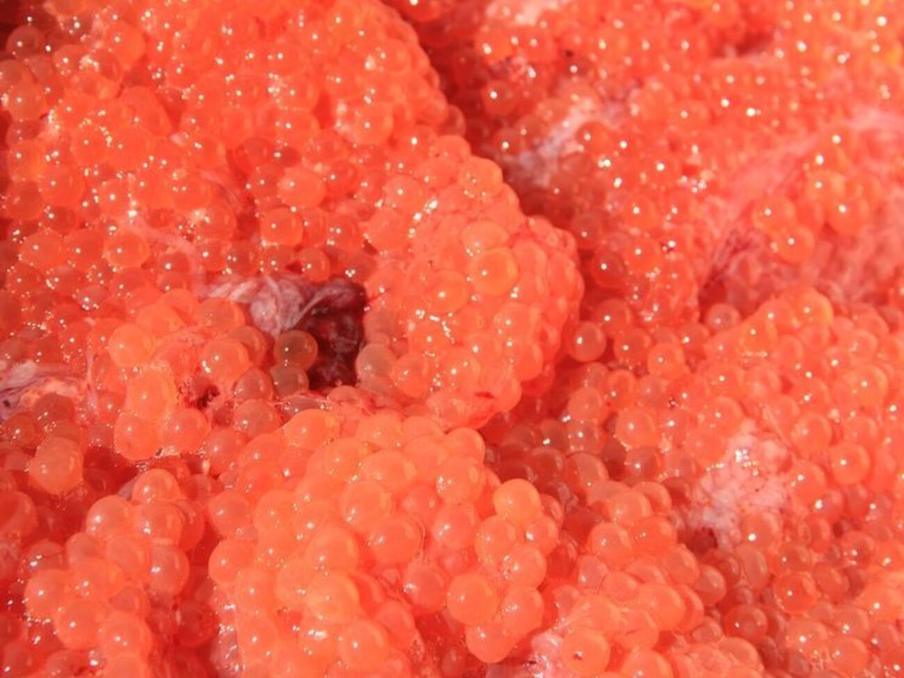 85 кг червоної ікри знищили бойовики "ЛНР"