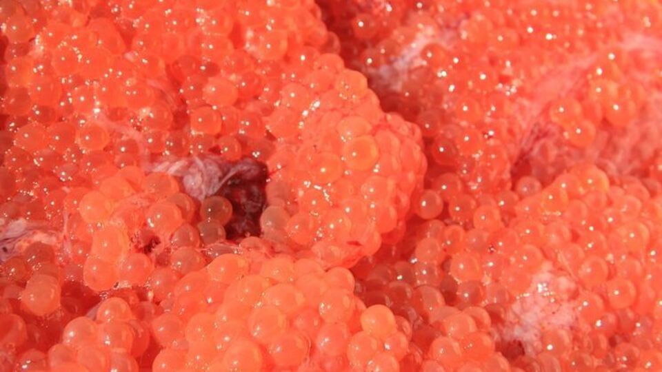 85 кг червоної ікри знищили бойовики "ЛНР"