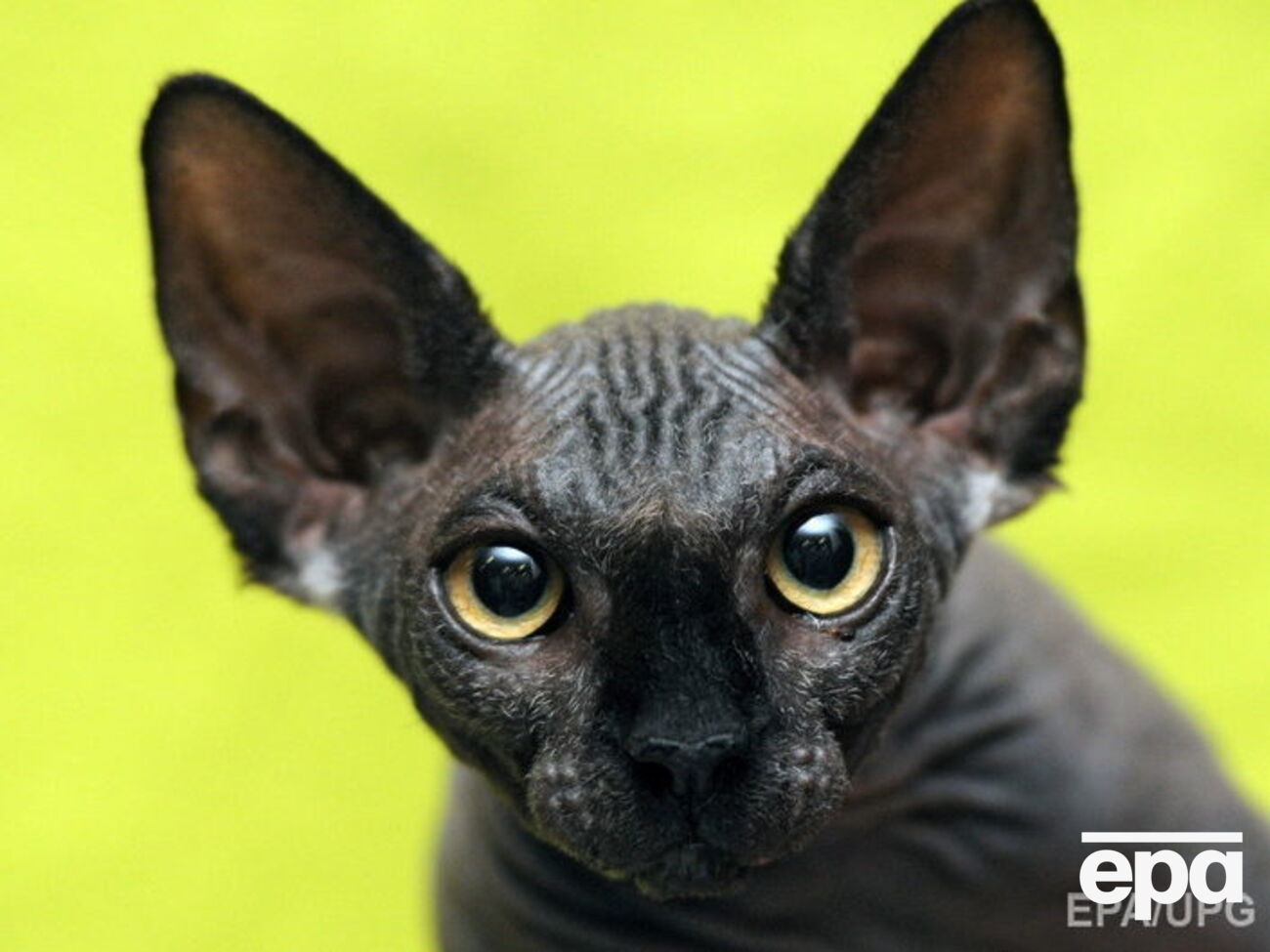 В США черные коты из приютов массово обретают хозяев