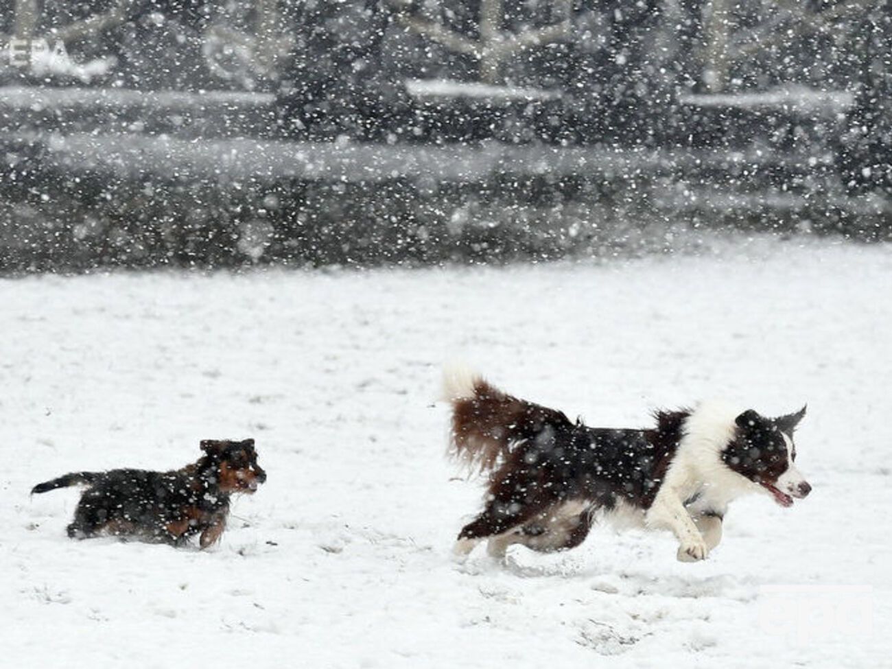 На жителей Подмосковья нападает стая бродячих собак