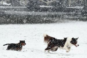 На жителів Підмосков'я нападає зграя бродячих собак