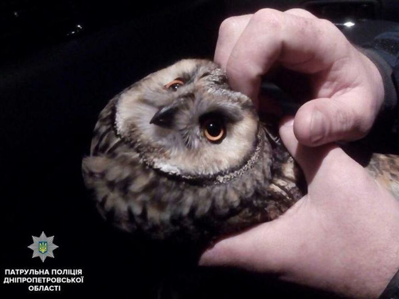 Сову, імовірно, збив автомобіль