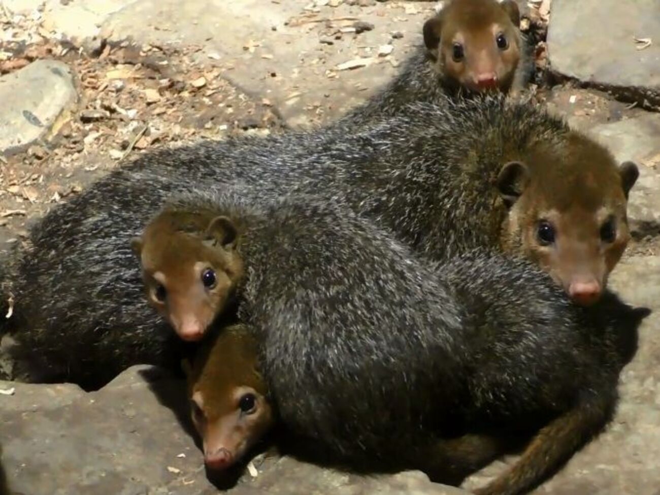 В Киевский зоопарк поселили кузиманз