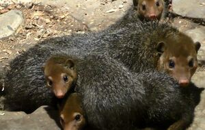 В Киевский зоопарк поселили кузиманз