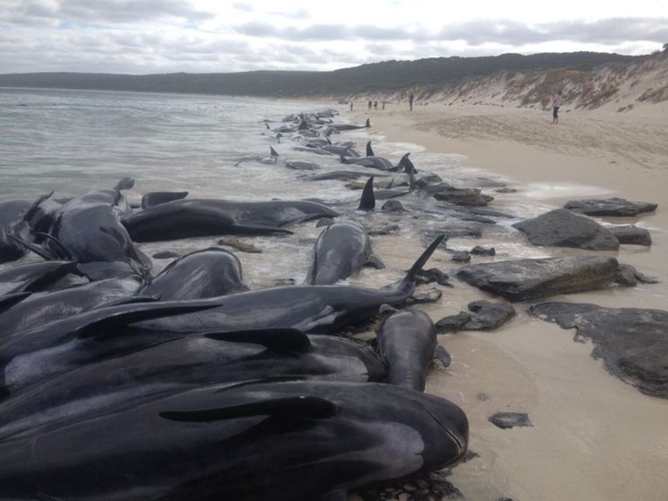 Практически все выбросившиеся на берег гринды погибли
