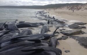 Практически все выбросившиеся на берег гринды погибли