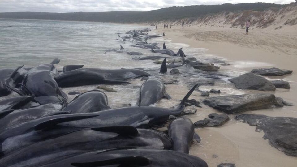Практично всі гринди, які викинулися на берег, загинули