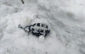 По словам Шкиряка, при осмотре палаточного лагеря были найдены предметы, похожие на боевые гранаты