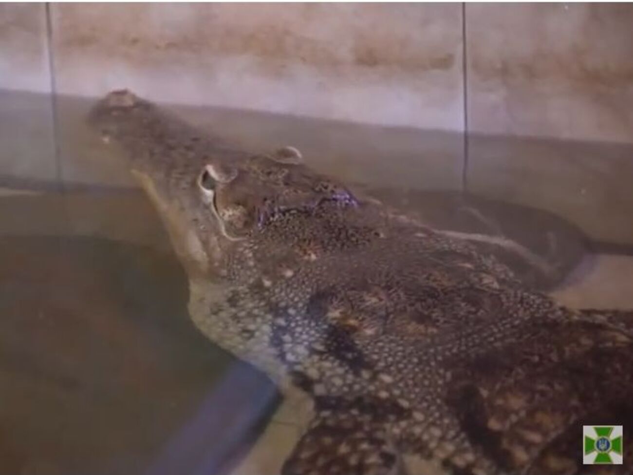 В ГСЧС пообещали запустить в Дунай крокодилов