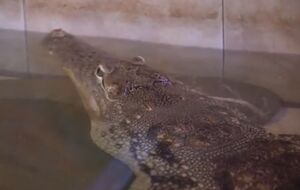 В ГСЧС пообещали запустить в Дунай крокодилов