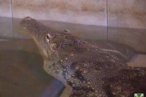 В ГСЧС пообещали запустить в Дунай крокодилов