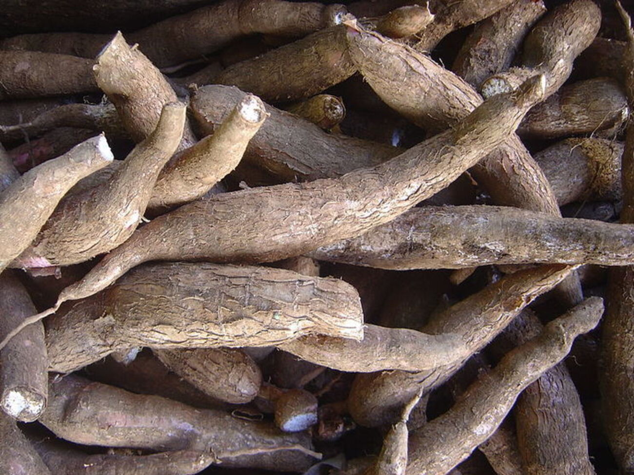 Маниока &ndash; жизненно важный продукт&nbsp;питания