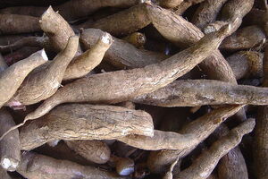 Маниока – жизненно важный продукт питания