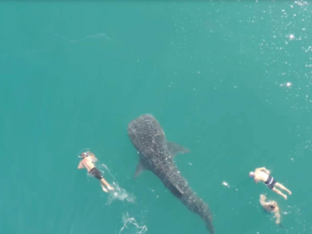 Акулу сняли с воздуха