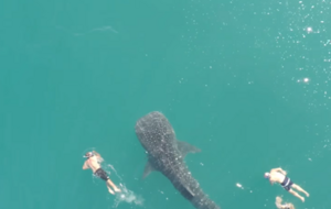 Акулу сняли с воздуха