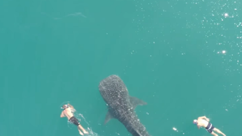 Акулу сняли с воздуха