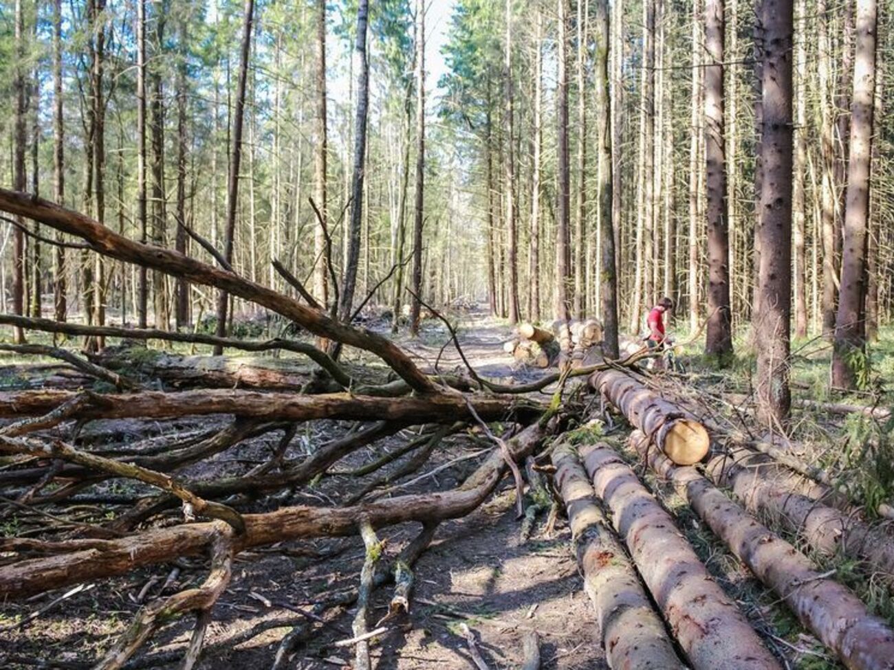 Разрешение на сбор валежника в РФ вступит в силу в 2019 году