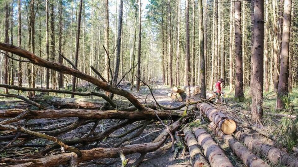 Разрешение на сбор валежника в РФ вступит в силу в 2019 году