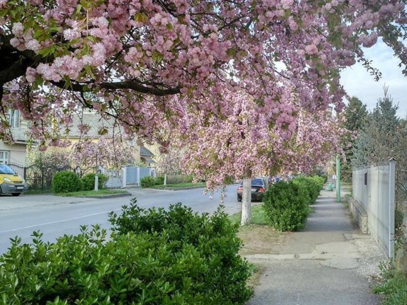 В Ужгороді цвітуть сакури