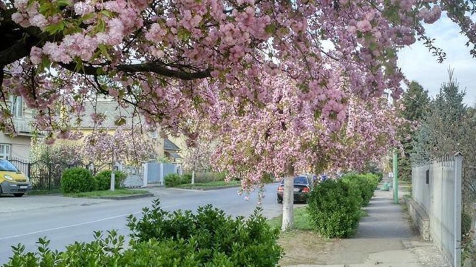 В Ужгороді цвітуть сакури