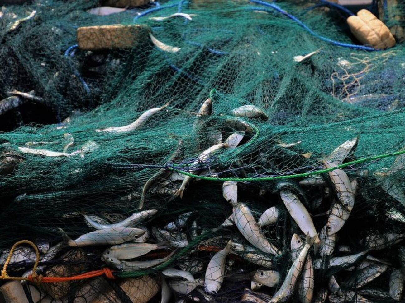 Ловлю рыбы ограничивают в связи с нерестом