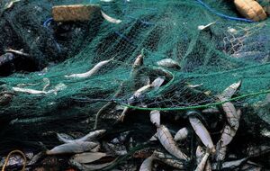 Ловлю рыбы ограничивают в связи с нерестом