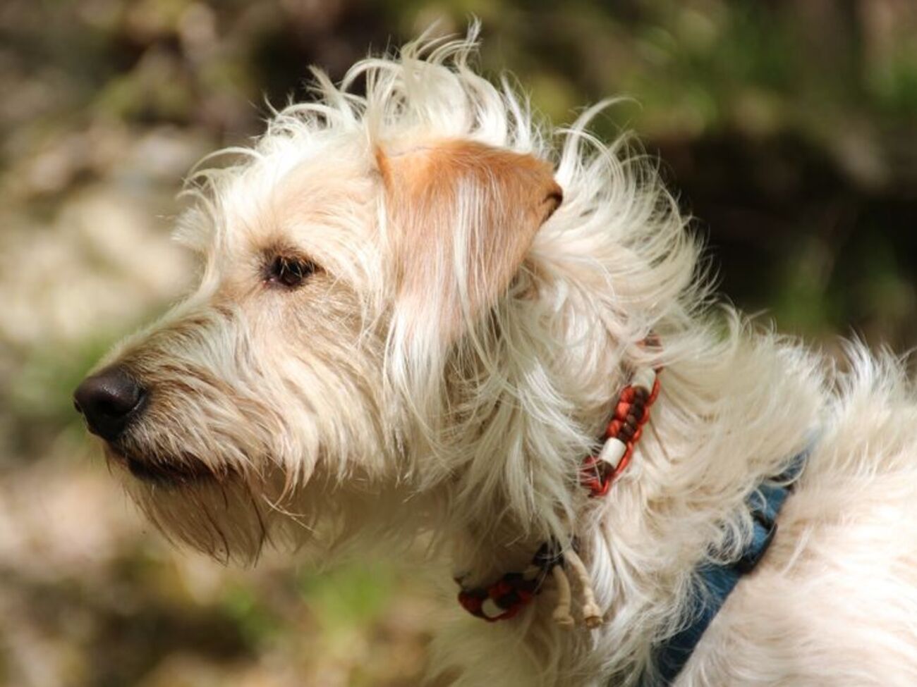 Волонтеры будут отлавливать даже собак с ошейником