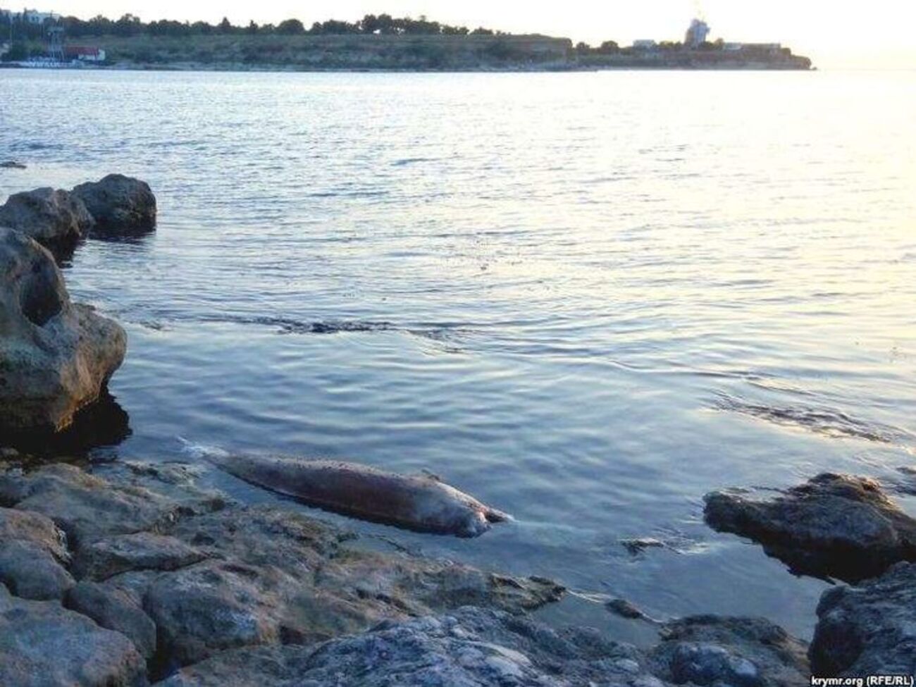 За последние полгода были обнаружены шесть погибших дельфинов