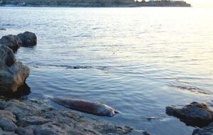 За последние полгода были обнаружены шесть погибших дельфинов