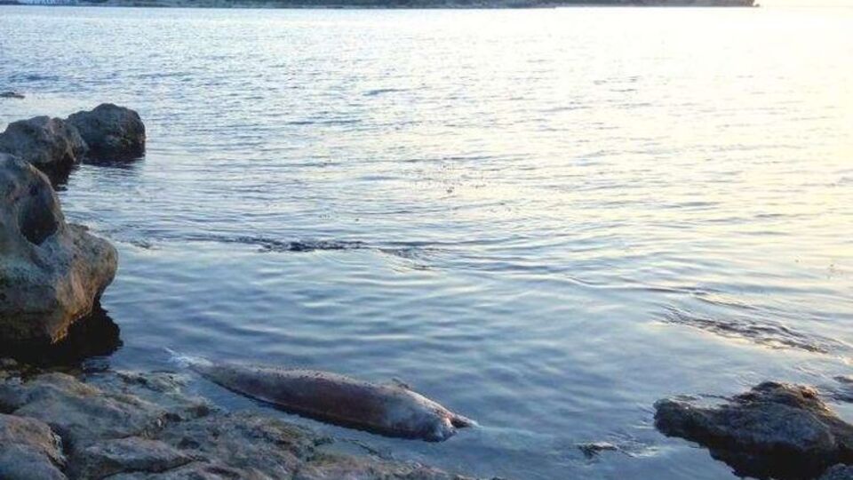 За последние полгода были обнаружены шесть погибших дельфинов