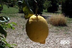 Жительница Бахмута спрятала наркотики в лимон