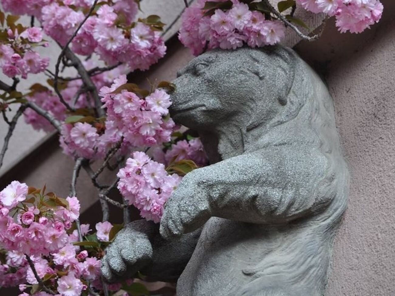 Каждую весну в Закарпатской области зацветают тысячи сакур