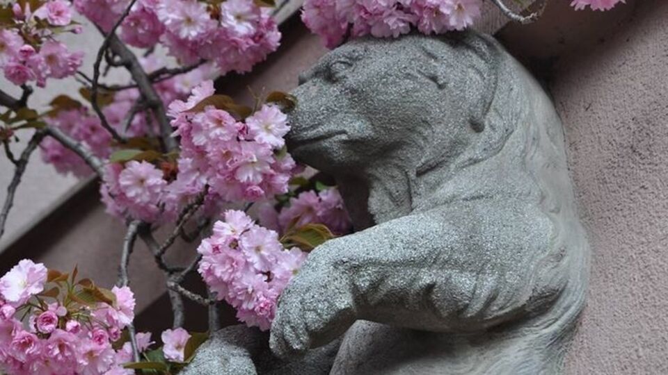 Каждую весну в Закарпатской области зацветают тысячи сакур