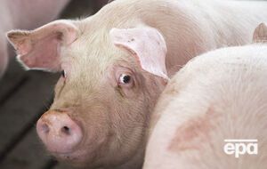 Для людини африканська чума свиней небезпеки не становить