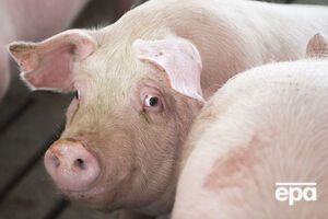 Для людини африканська чума свиней небезпеки не становить