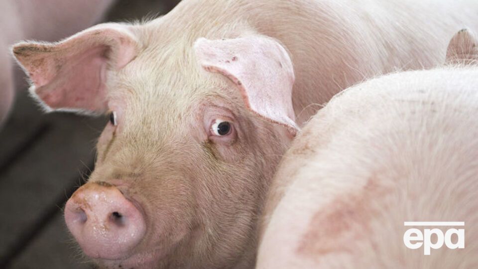 Для людини африканська чума свиней небезпеки не становить