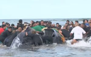 У рятувальній операції брали участь сотні жителів аргентинського міста Мар-дель-Плата