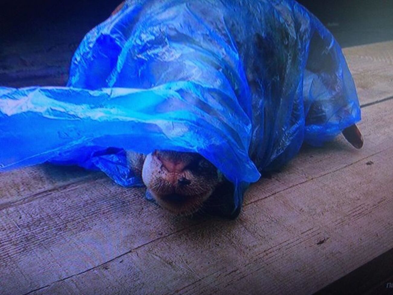 Інцидент стався в Рубіжному