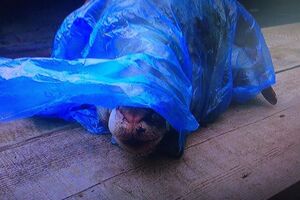 Інцидент стався в Рубіжному