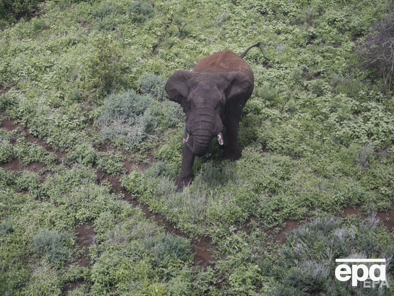 В Індії ухвалили закон, який має допомогти боротися з убивством слонів браконьєрами
