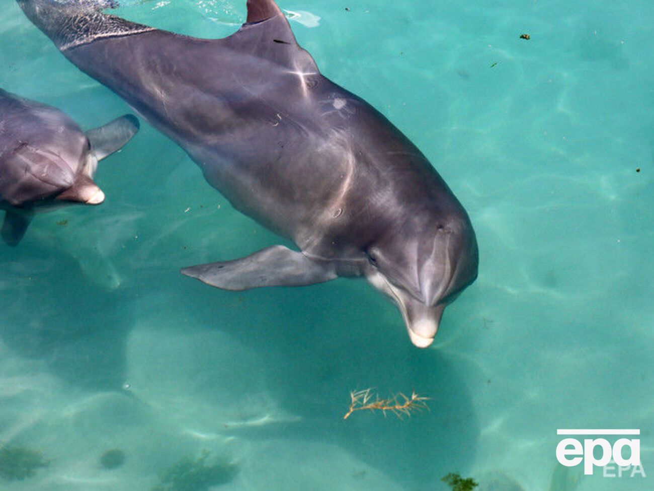После оккупации Крыма украинские дельфины отказались от еды