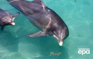 После оккупации Крыма украинские дельфины отказались от еды