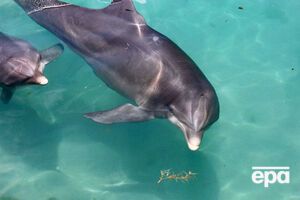 Після окупації Криму українські дельфіни відмовилися від їжі