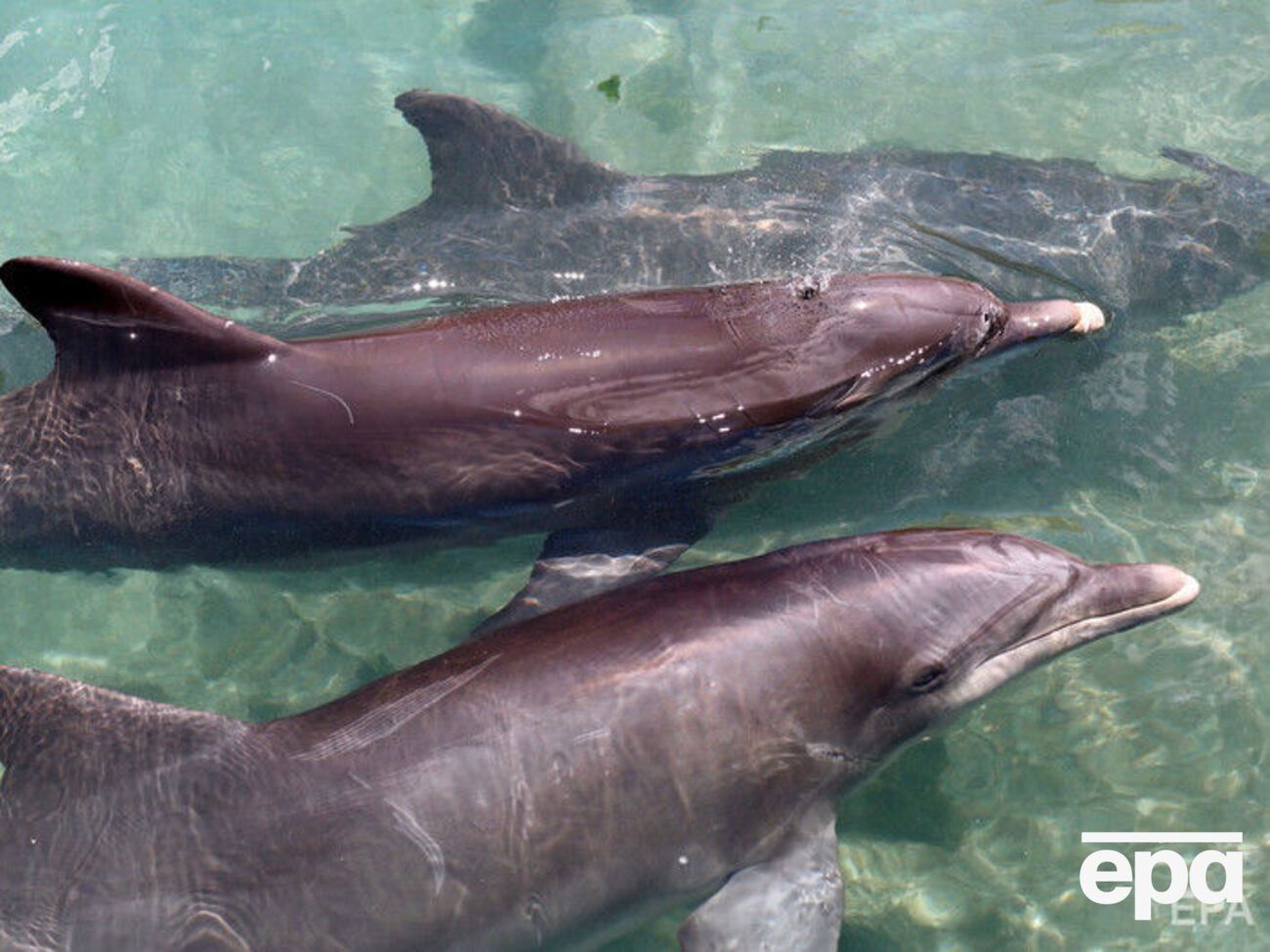 26 марта 2014 года агентство НСН сообщало, что украинские дельфины и морские котики перешли на службу в Черноморский флот России