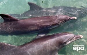 26 марта 2014 года агентство НСН сообщало, что украинские дельфины и морские котики перешли на службу в Черноморский флот России