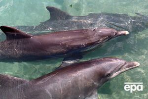 26 марта 2014 года агентство НСН сообщало, что украинские дельфины и морские котики перешли на службу в Черноморский флот России