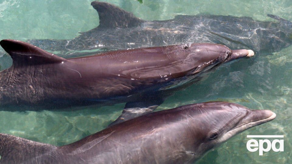 26 марта 2014 года агентство НСН сообщало, что украинские дельфины и морские котики перешли на службу в Черноморский флот России