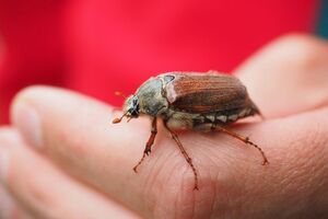 Травневі жуки здатні "запам'ятовувати" місцевість