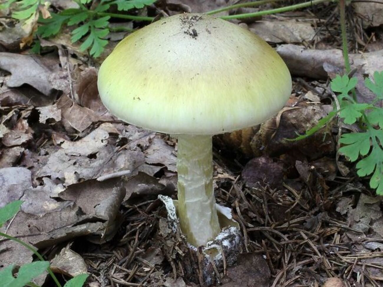 Больше всего отравившихся зафиксировано в Курдистане